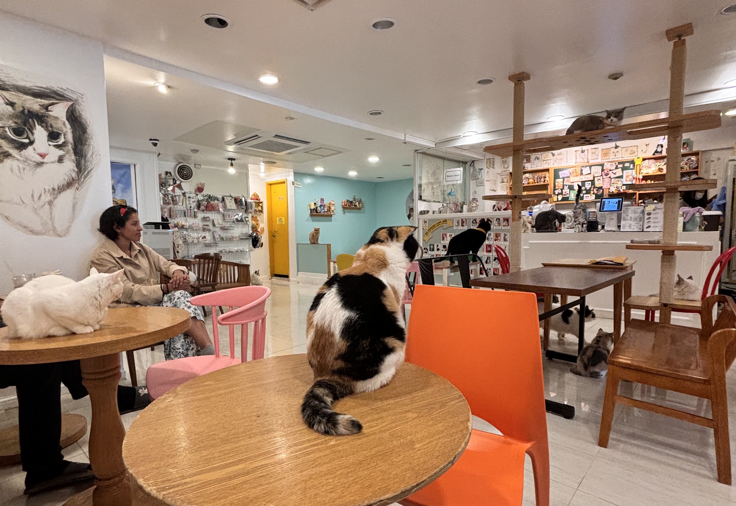 Cafes of Seoul: Cat’s&nbsp;Playground