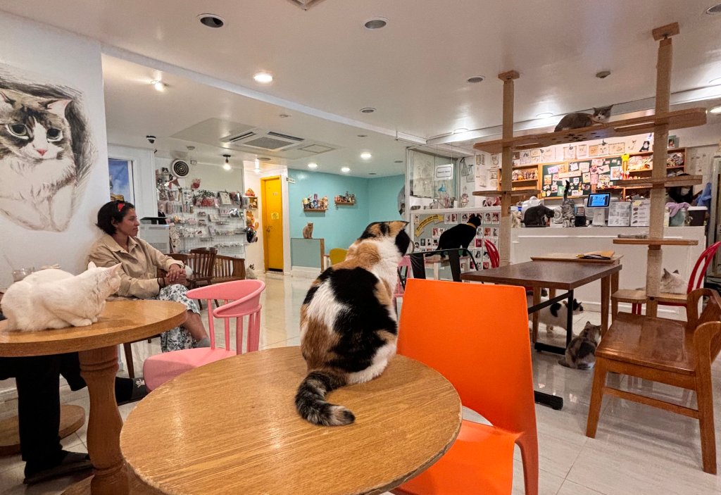 Cafes of Seoul: Cat’s&nbsp;Playground