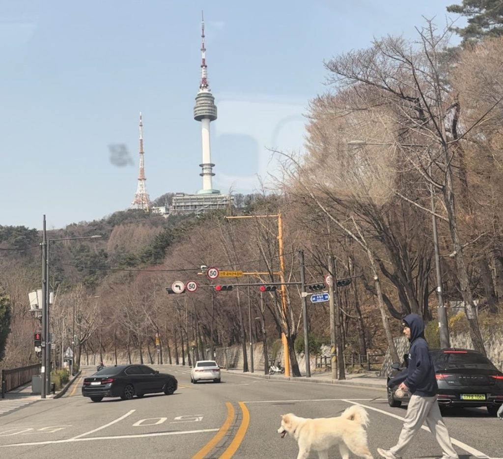 Vlog: Day 03 Seoul | Moving to a New Hotel & Cherry Blossoms at Seoul Forest, Tonkatsu and&nbsp;Bingsu!